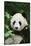 Giant Panda in the Forest-DLILLC-Stretched Canvas