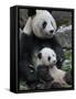 Giant Panda Mother and Baby, Wolong Nature Reserve, China-Eric Baccega-Framed Stretched Canvas