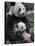 Giant Panda Mother and Baby, Wolong Nature Reserve, China-Eric Baccega-Stretched Canvas