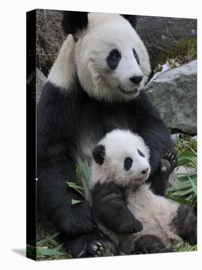 Giant Panda Mother and Baby, Wolong Nature Reserve, China-Eric Baccega-Stretched Canvas