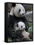 Giant Panda Mother and Baby, Wolong Nature Reserve, China-Eric Baccega-Framed Stretched Canvas