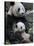 Giant Panda Mother and Baby, Wolong Nature Reserve, China-Eric Baccega-Stretched Canvas