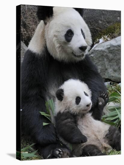 Giant Panda Mother and Baby, Wolong Nature Reserve, China-Eric Baccega-Stretched Canvas