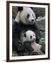 Giant Panda Mother and Baby, Wolong Nature Reserve, China-Eric Baccega-Framed Premium Photographic Print