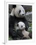 Giant Panda Mother and Baby, Wolong Nature Reserve, China-Eric Baccega-Framed Premium Photographic Print