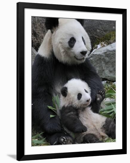 Giant Panda Mother and Baby, Wolong Nature Reserve, China-Eric Baccega-Framed Premium Photographic Print