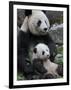 Giant Panda Mother and Baby, Wolong Nature Reserve, China-Eric Baccega-Framed Premium Photographic Print