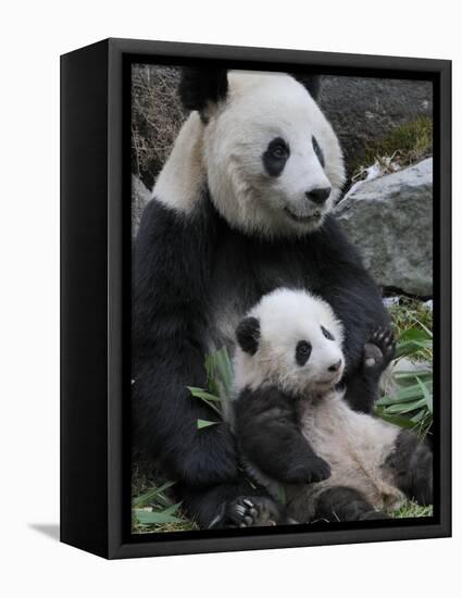 Giant Panda Mother and Baby, Wolong Nature Reserve, China-Eric Baccega-Framed Stretched Canvas