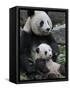 Giant Panda Mother and Baby, Wolong Nature Reserve, China-Eric Baccega-Framed Stretched Canvas