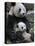 Giant Panda Mother and Baby, Wolong Nature Reserve, China-Eric Baccega-Stretched Canvas