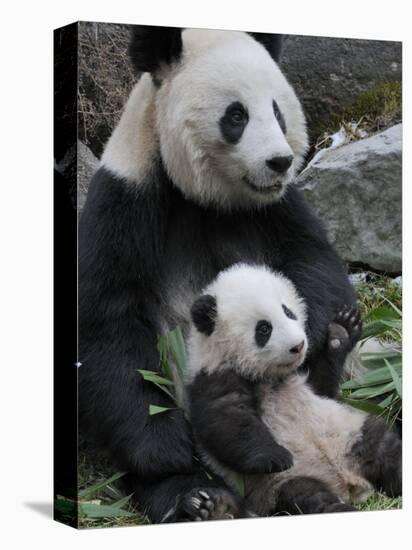 Giant Panda Mother and Baby, Wolong Nature Reserve, China-Eric Baccega-Stretched Canvas