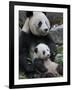 Giant Panda Mother and Baby, Wolong Nature Reserve, China-Eric Baccega-Framed Photographic Print