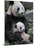 Giant Panda Mother and Baby, Wolong Nature Reserve, China-Eric Baccega-Mounted Photographic Print