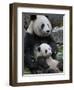 Giant Panda Mother and Baby, Wolong Nature Reserve, China-Eric Baccega-Framed Photographic Print