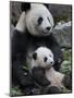 Giant Panda Mother and Baby, Wolong Nature Reserve, China-Eric Baccega-Mounted Photographic Print