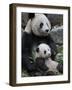 Giant Panda Mother and Baby, Wolong Nature Reserve, China-Eric Baccega-Framed Photographic Print