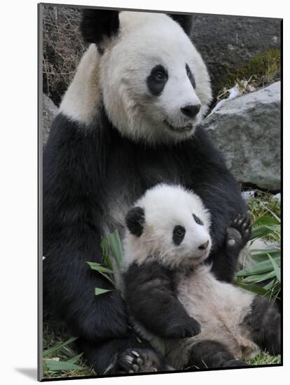 Giant Panda Mother and Baby, Wolong Nature Reserve, China-Eric Baccega-Mounted Photographic Print