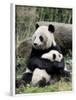 'Giant Panda, Mother and Baby' Prints - Eric Baccega | AllPosters.com