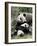 Giant Panda, Mother and Baby-Eric Baccega-Framed Art Print