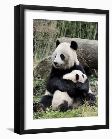 Giant Panda, Mother and Baby-Eric Baccega-Framed Art Print