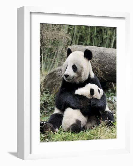 Giant Panda, Mother and Baby-Eric Baccega-Framed Art Print