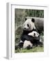 Giant Panda, Mother and Baby-Eric Baccega-Framed Art Print