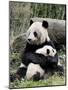 Giant Panda, Mother and Baby-Eric Baccega-Mounted Art Print