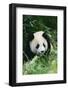 Giant Panda on Forest Floor-DLILLC-Framed Photographic Print
