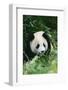 Giant Panda on Forest Floor-DLILLC-Framed Photographic Print