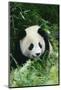 Giant Panda on Forest Floor-DLILLC-Mounted Photographic Print