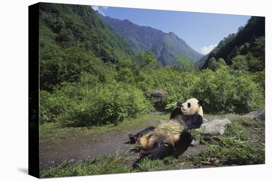 Giant Panda Relaxing-DLILLC-Stretched Canvas