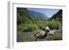 Giant Panda Relaxing-DLILLC-Framed Photographic Print