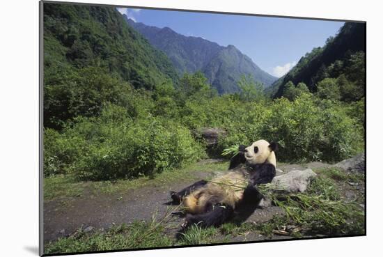 Giant Panda Relaxing-DLILLC-Mounted Photographic Print