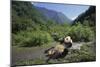 Giant Panda Relaxing-DLILLC-Mounted Photographic Print