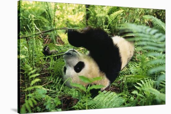 Giant Panda Rolling on Forest Floor-DLILLC-Stretched Canvas