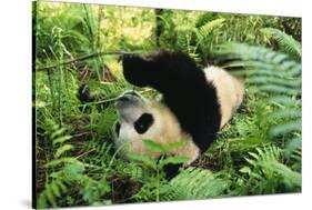 Giant Panda Rolling on Forest Floor-DLILLC-Stretched Canvas