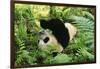 Giant Panda Rolling on Forest Floor-DLILLC-Framed Photographic Print