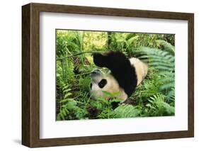 Giant Panda Rolling on Forest Floor-DLILLC-Framed Photographic Print