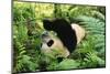 Giant Panda Rolling on Forest Floor-DLILLC-Mounted Photographic Print