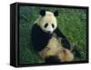 Giant Panda, Sichuan Province, China-Jane Sweeney-Framed Stretched Canvas