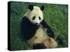 Giant Panda, Sichuan Province, China-Jane Sweeney-Stretched Canvas