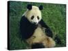 Giant Panda, Sichuan Province, China-Jane Sweeney-Stretched Canvas