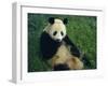 Giant Panda, Sichuan Province, China-Jane Sweeney-Framed Photographic Print