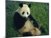 Giant Panda, Sichuan Province, China-Jane Sweeney-Mounted Photographic Print