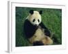 Giant Panda, Sichuan Province, China-Jane Sweeney-Framed Photographic Print