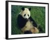 Giant Panda, Sichuan Province, China-Jane Sweeney-Framed Photographic Print