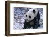 Giant Panda Sitting in Snow-DLILLC-Framed Photographic Print