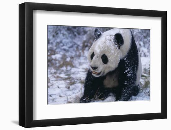 Giant Panda Sitting in Snow-DLILLC-Framed Photographic Print