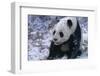 Giant Panda Sitting in Snow-DLILLC-Framed Photographic Print