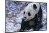 Giant Panda Sitting in Snow-DLILLC-Mounted Photographic Print